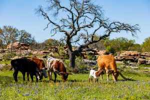ranches cattle bluebonnet grazing ranching
